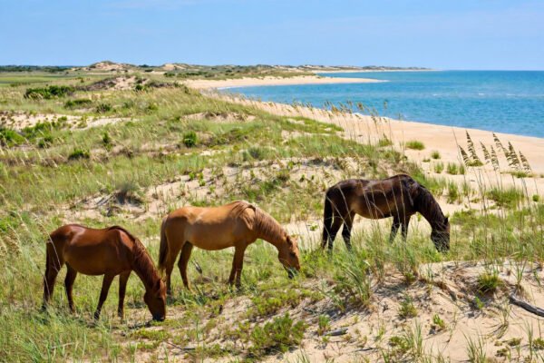 Cumberland Island, Georgia: Wild Horses and Untouched Beaches